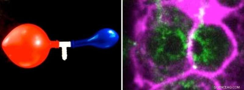 New Study Reveals Mechanical Cue Drives Cell Death Decision