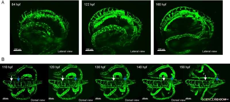 New Light-Sheet Microscopy Unit Expands Field of View & Minimizes Photodamage