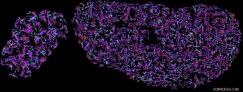 Genome as an Open Book: Cells  Library System Revealed by New Research