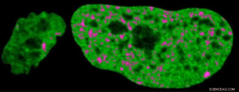 Genome as an Open Book: Cells  Library System Revealed by New Research