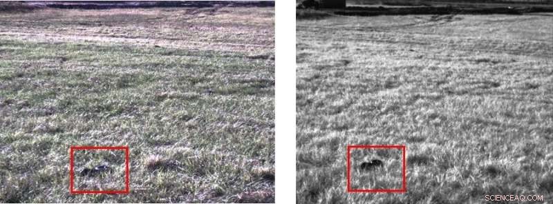 Infrared Imaging Enhances Detection of Invasive Burmese Pythons in Florida