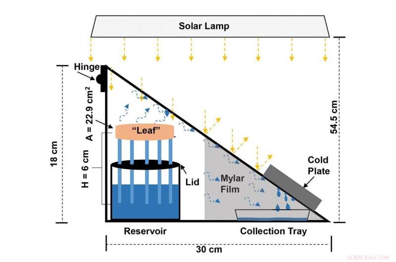 Solar-Powered Synthetic Tree Boosts Steam Generation for Sustainable Water Harvesting