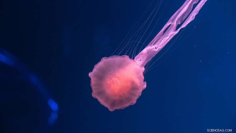 Innovative Wearable Sensor Measures Skin Tissue Oxygen Levels Using Machine Learning