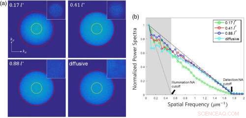 Enhancing Deep Optical Microscopy for Superior Biological Tissue Imaging