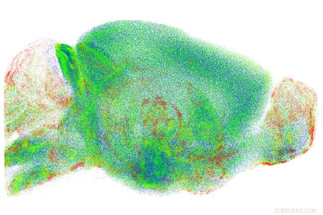 Revolutionary Imaging Technique Sharpens Microscopic View of Brain Anatomy