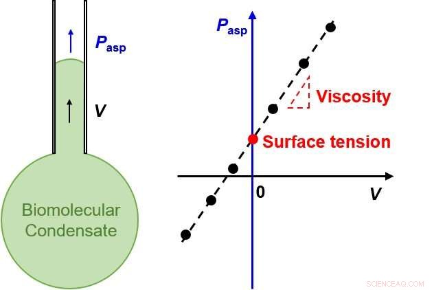 New Method Developed to Quantify Protein Droplets in Neurodegenerative Disease Research