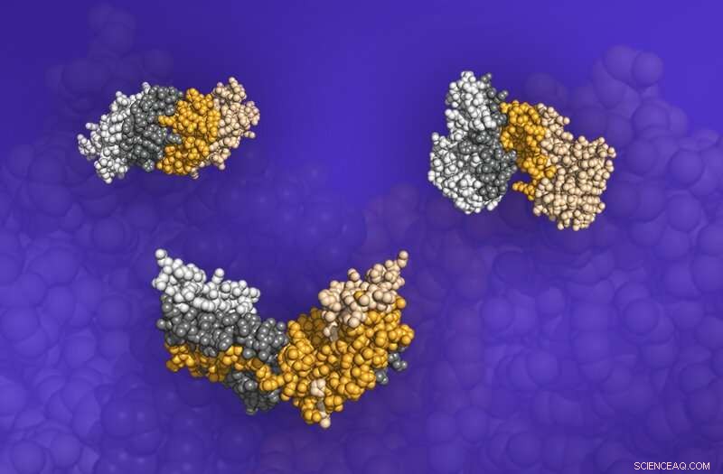 Shape-Based Model Uncovers Simplified Protein Binding Mechanisms