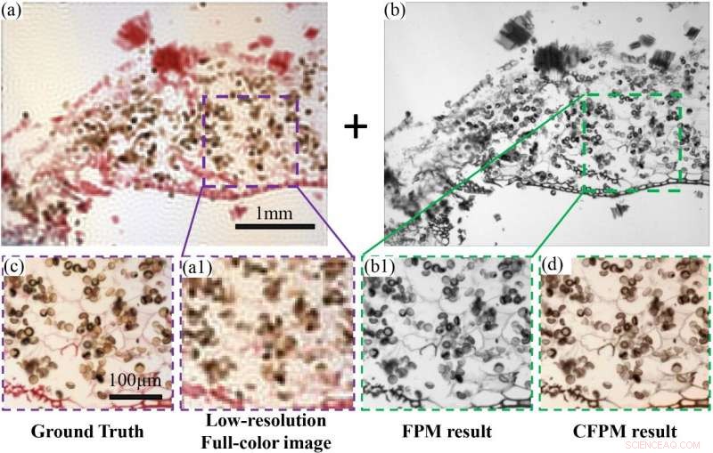 Fast, High‑Throughput Full‑Color Fourier Ptychographic Microscopy: A Game‑Changer for Digital Pathology