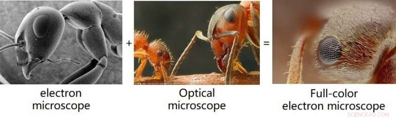 Fast, High‑Throughput Full‑Color Fourier Ptychographic Microscopy: A Game‑Changer for Digital Pathology