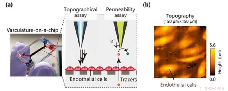 Advanced Imaging Tool Maps Cell Dynamics in Microphysiological Systems