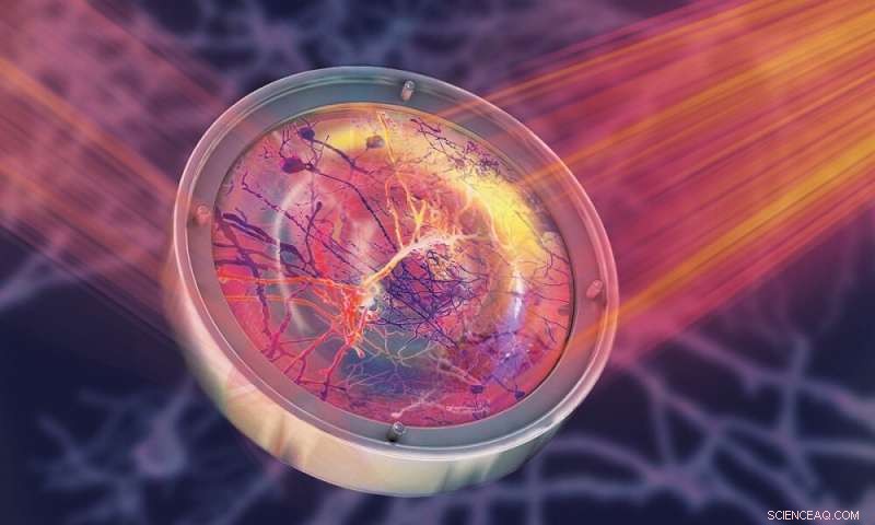 Revolutionary Microscopy Technique Enables Clear, Deep In Vivo Brain Imaging