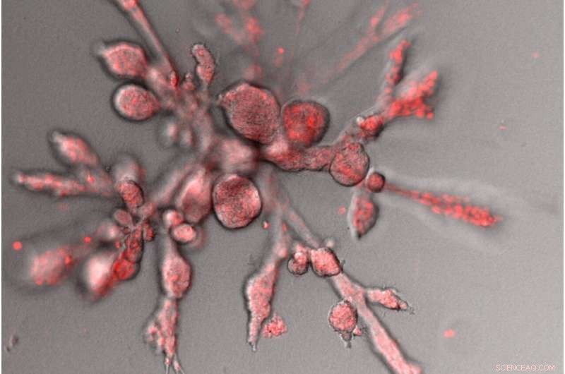 Mini-Organs: Unveiling the Physical Principles of Mammary Gland Alveolar Development