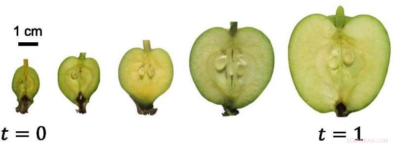Scientists Reveal the Science Behind Apple Shape Formation