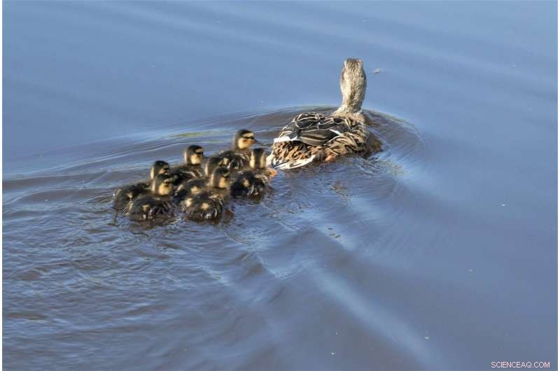 Why Ducklings Align: The Role of Water Flow