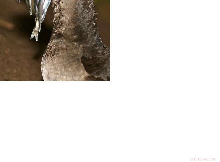 Bacteria Help Regulate Toxic Pollutants in Seabirds, Protecting Ocean Health