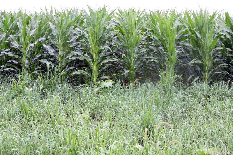 Earn Immediate Cash While Cultivating Switchgrass for Long-Term Biomass Growth