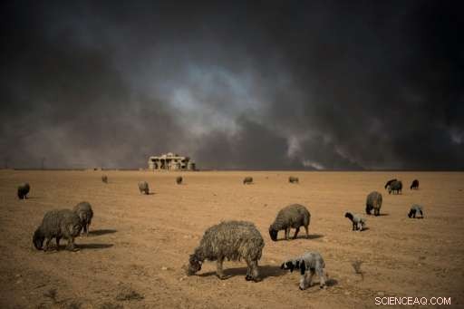 Mosul Battle Leaves Lasting Environmental Damage