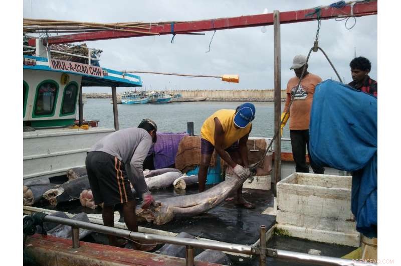 Investing in Fisheries Management Boosts Fish Populations: New PNAS Study