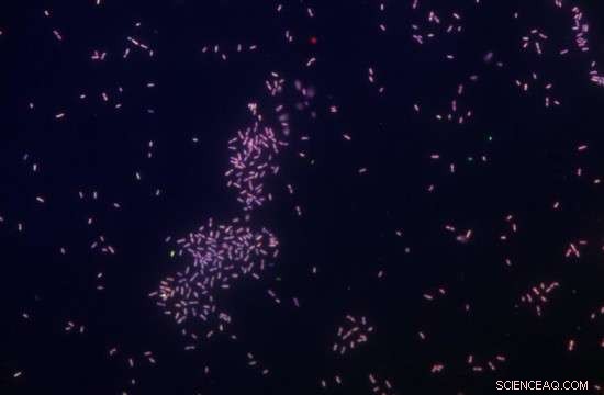 Aliso Canyon Oil Leak: Key Lessons for Safer Energy Practices