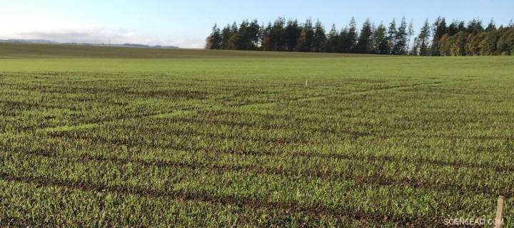 University of Edinburgh Advances Sustainable Farming with Key Crop Research