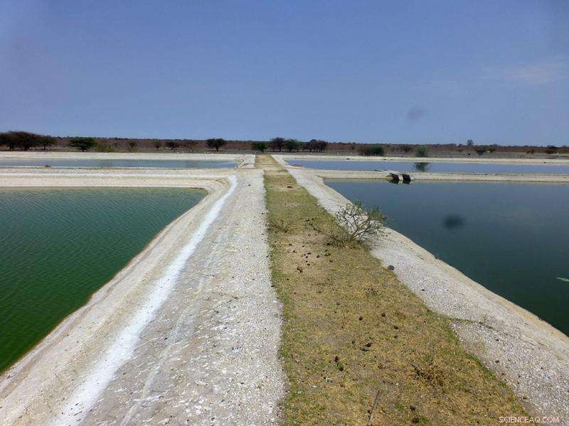 Upgrading Namibia’s Stabilisation Ponds Boosts Agricultural Yields