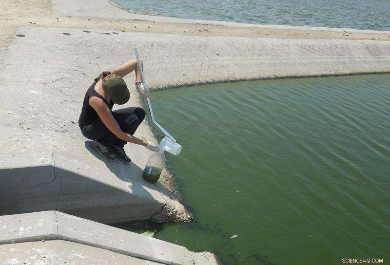 Upgrading Namibia’s Stabilisation Ponds Boosts Agricultural Yields