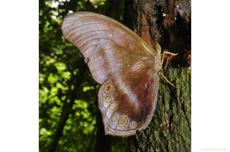 Oil Palm Plantations Impede Rainforest Butterfly Migration, Study Finds