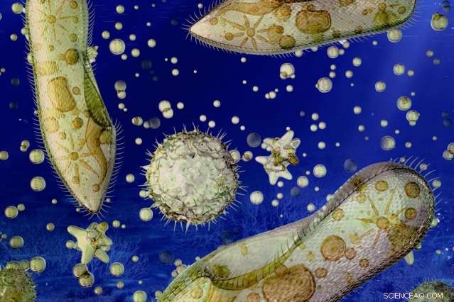 Marine Bacteria Thrive in Near‑Anoxic Ocean Waters