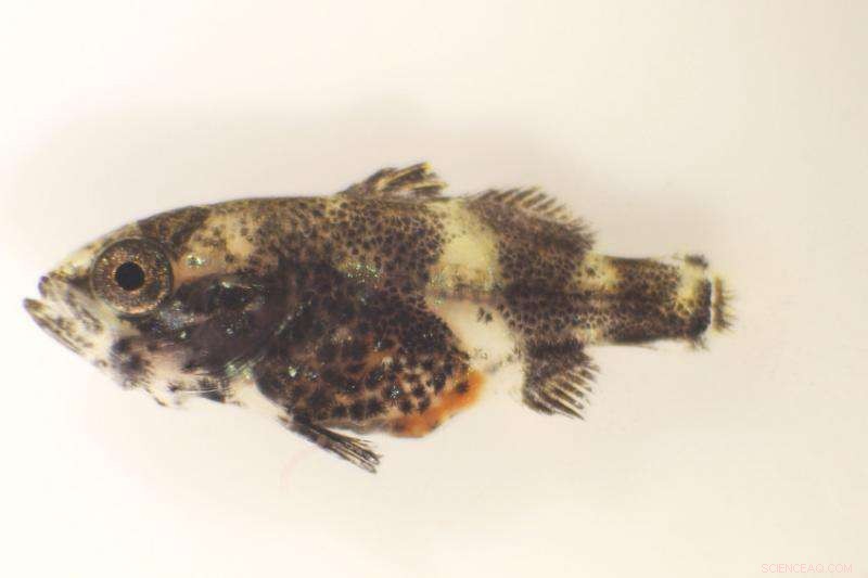 New Research Highlights Barramundi Vulnerability to Ocean Acidification