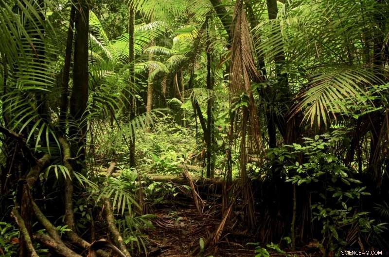 Amazonian Carbon Recovery: Best and Worst Areas Unveiled