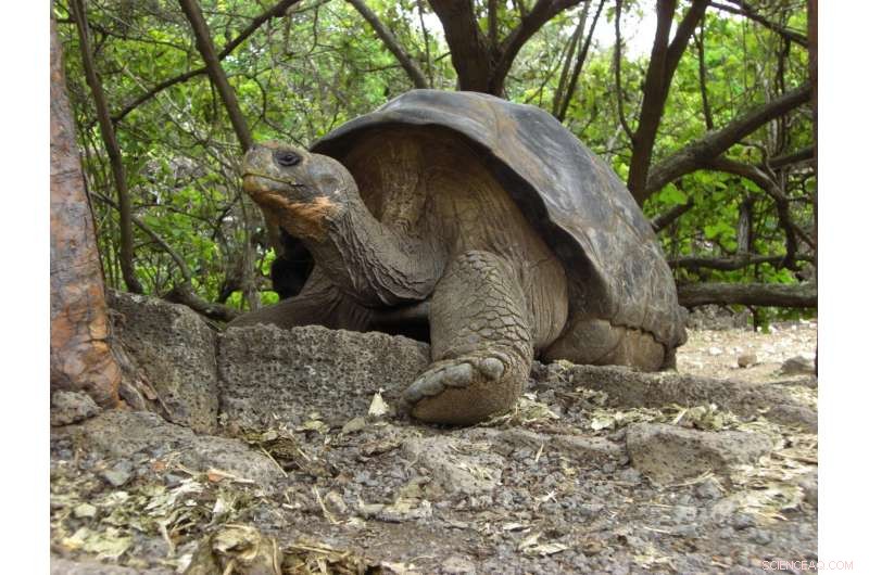 New Study Reveals Timing Behind Galápagos Islands  Unique Ecology
