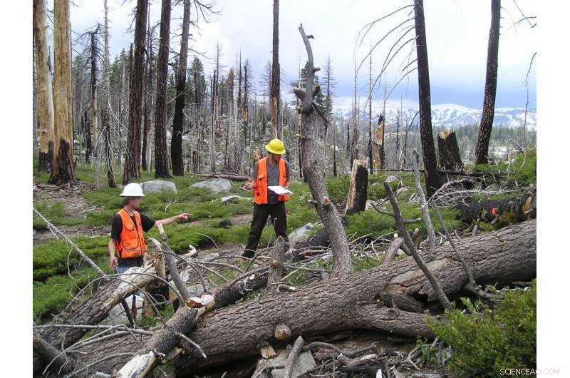 High-Severity Wildfires Threaten Natural Regeneration of California Conifers