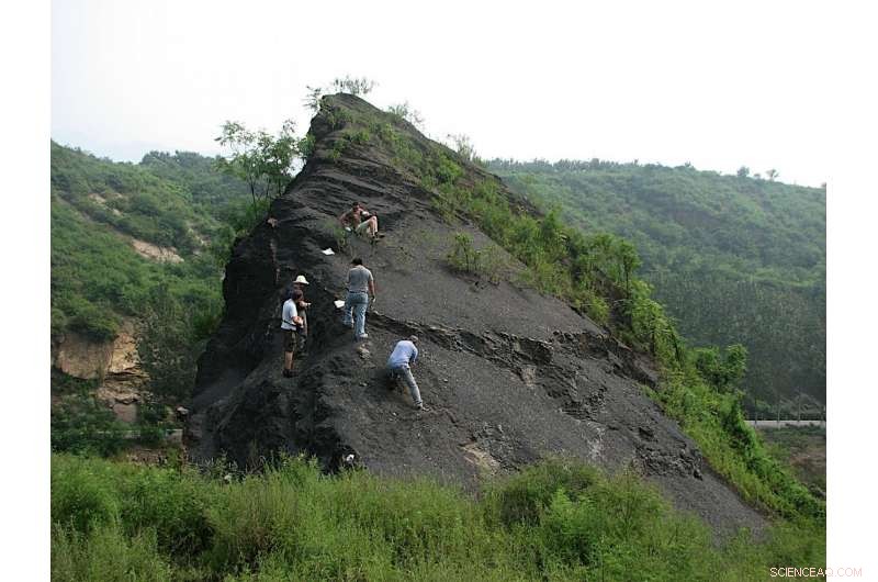 3.5 Billion Years of Earth History: Fertilizer Scarcity and Its Impact on Animal Evolution