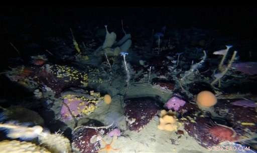 Underwater Robot Reveals Rare View Beneath Antarctic Sea Ice