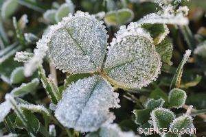 Urban Cold Islands Drive Evolution of City Plants