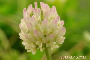 Urban Cold Islands Drive Evolution of City Plants