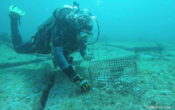 Tracking Ecological Shifts Driven by Volatile El Niño–La Niña Cycles