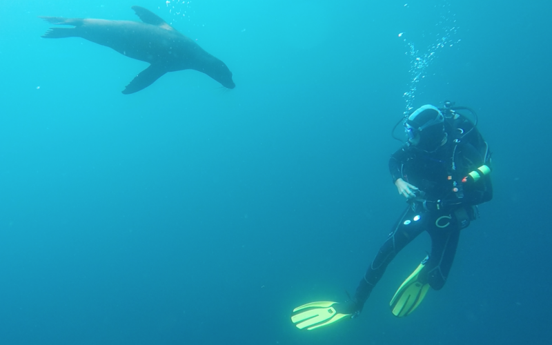 Tracking Ecological Shifts Driven by Volatile El Niño–La Niña Cycles