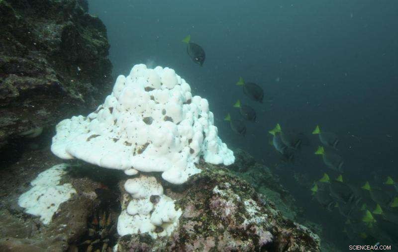 Tracking Ecological Shifts Driven by Volatile El Niño–La Niña Cycles