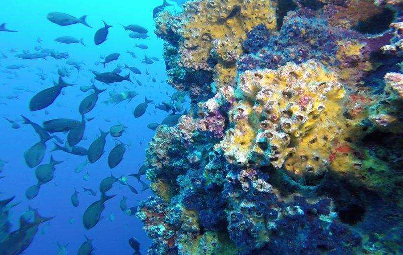 Tracking Ecological Shifts Driven by Volatile El Niño–La Niña Cycles