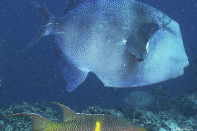 Tracking Ecological Shifts Driven by Volatile El Niño–La Niña Cycles