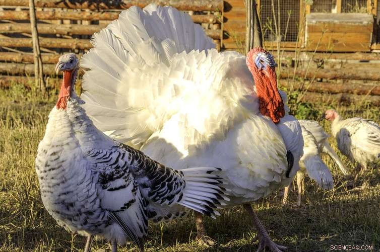 Why Food Security Is Endangering Christmas Dinner