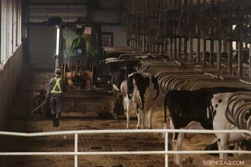 China s Massive Dairy Farms Spark Environmental and Community Concerns