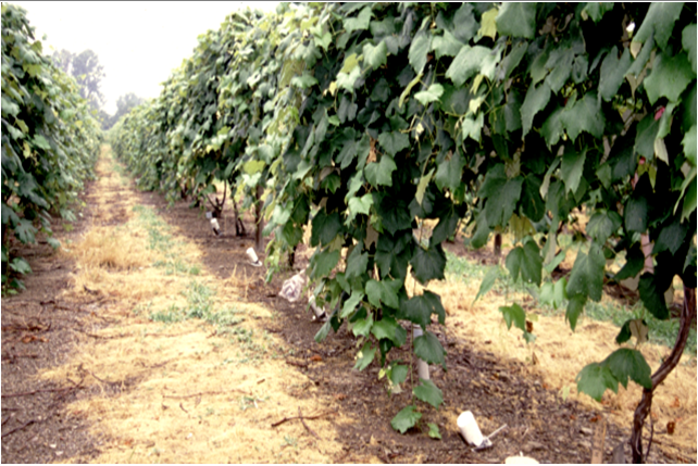 New Study Shows Climate Change Impacts Above-Ground Plant Growth More Than Below