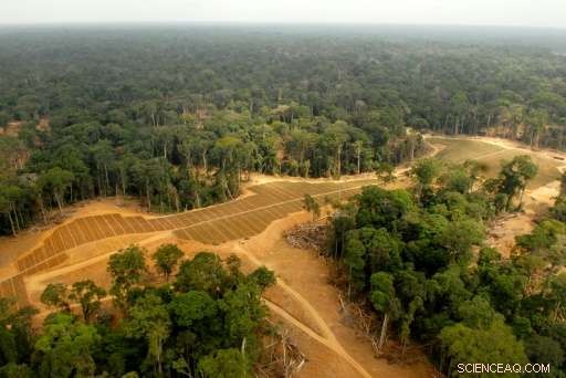 Palm Oil Faces Backlash in Africa After Asian Deforestation Concerns