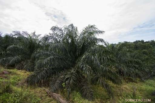 Palm Oil Faces Backlash in Africa After Asian Deforestation Concerns