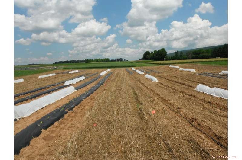 Enhancing Organic Cucurbit Yields with Strip Tillage and Rowcovers