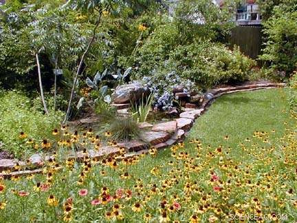 New Study Shows Central Texas Plants Thrive Even With Half the Usual Irrigation