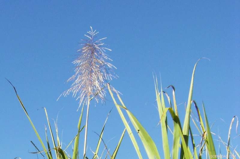 Hawaii’s Sugarcane and Napiergrass Could Sequester More Carbon in Soil than Emitted