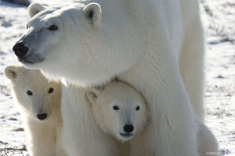 Arctic Pollutants Pose Rising Threat to Polar Bear Health: New Analysis Reveals